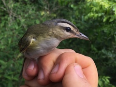 Vireo chivi chivi