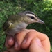 Western Migratory Chivi Vireo - Photo (c) Oscar Johnson, some rights reserved (CC BY-NC-ND), uploaded by Oscar Johnson