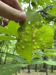 Phylloxera foveola