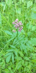 Valeriana officinalis
