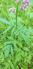 Valeriana officinalis