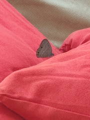 Hermeuptychia canthe