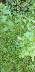 Valeriana officinalis
