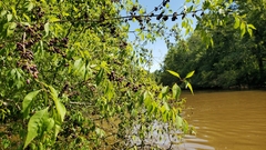 Forestiera acuminata