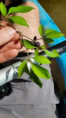 Forestiera acuminata