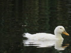 Anas platyrhynchos domesticus