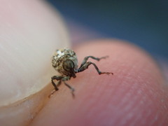 Datonychus melanostictus