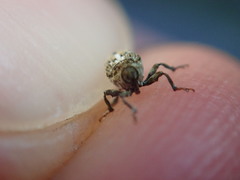 Datonychus melanostictus