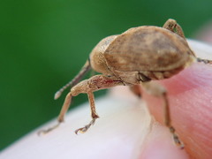 Curculio nucum
