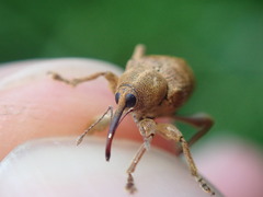 Curculio nucum