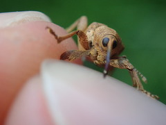 Curculio nucum