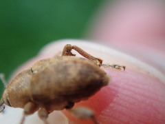 Curculio nucum