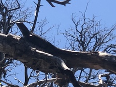 Sceloporus occidentalis longipes