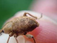 Curculio nucum