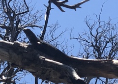Sceloporus occidentalis longipes