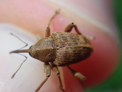 Curculio nucum
