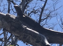 Sceloporus occidentalis longipes