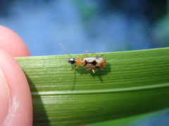 Demetrias imperialis