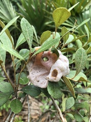 Exobasidium ferrugineae