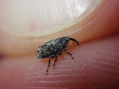 Datonychus melanostictus