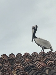Pelecanus occidentalis