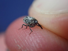 Datonychus melanostictus