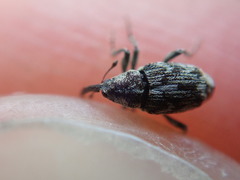 Datonychus melanostictus