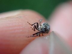 Datonychus melanostictus