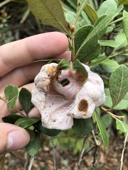 Exobasidium ferrugineae