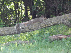 Sciurus carolinensis