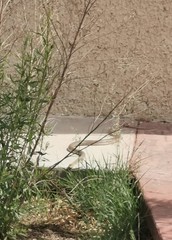 Masticophis flagellum