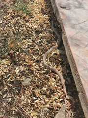 Masticophis flagellum