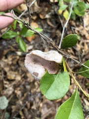 Exobasidium ferrugineae