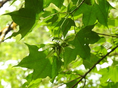 Acer laetum