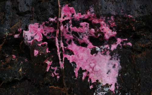 pink polypore mould