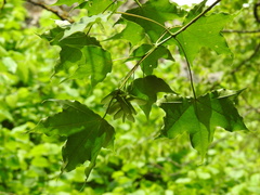 Acer laetum
