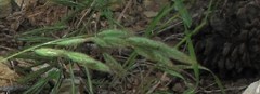 Bromus squarrosus