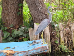 Egretta tricolor