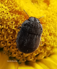 Odontoscelis lineola