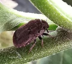 Odontoscelis lineola