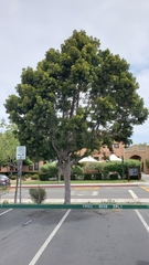 Afrocarpus gracilior