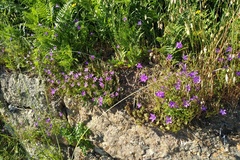 Campanula lusitanica lusitanica