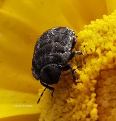 Odontoscelis lineola