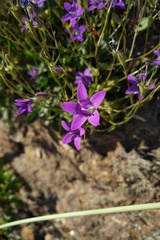 Campanula lusitanica lusitanica
