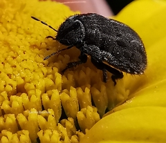 Odontoscelis lineola