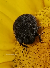 Odontoscelis lineola