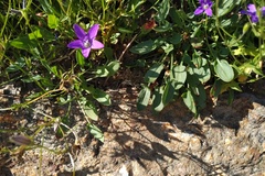 Campanula lusitanica lusitanica