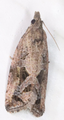 Endothenia nubilana