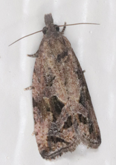 Endothenia nubilana