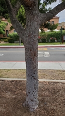 Afrocarpus gracilior